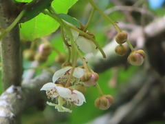 Actinidiaceae