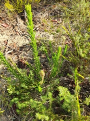 Hemiphora bartlingii