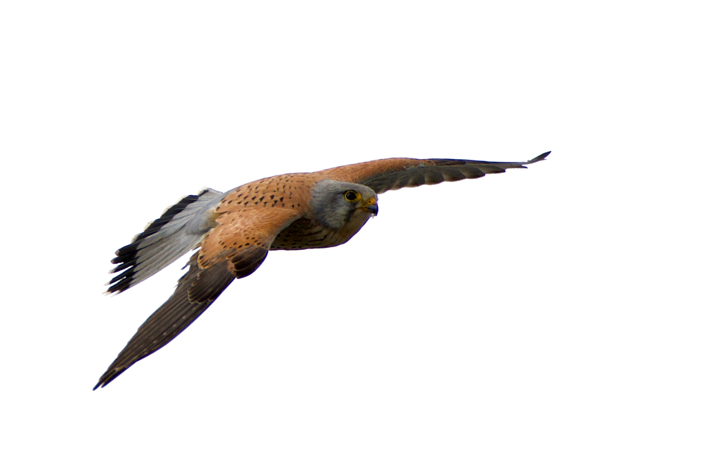 Faucon crécerelle