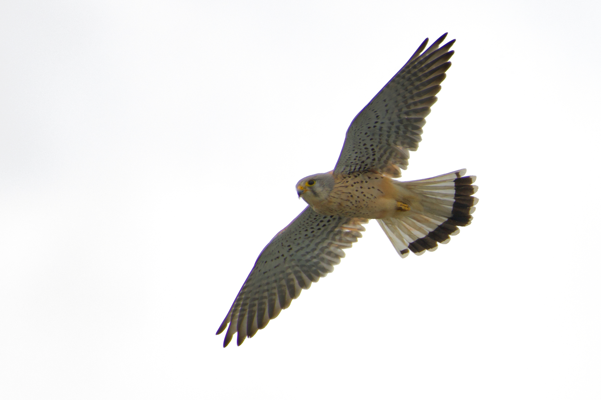 Common Kestrel (Falco tinnunculus)