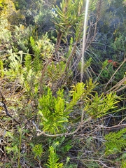 Hemiphora bartlingii