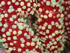 Alcyonium