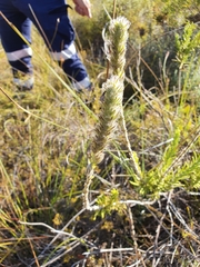 Hemiphora bartlingii