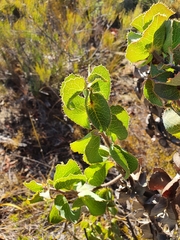 Hakea conchifolia