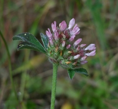 Trifolium striatum