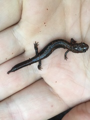 Plethodon elongatus