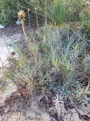 Dasypogonaceae