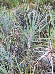 Dasypogonaceae
