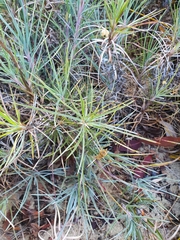 Dasypogonaceae