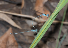Indolestes insularis