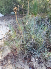 Dasypogonaceae