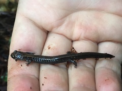 Plethodon elongatus