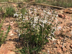 Syncolostemon pretoriae