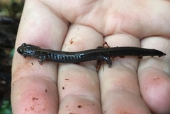 Plethodon elongatus
