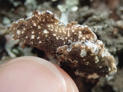 Pseudocyphellaria haywardiorum