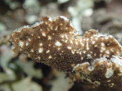 Pseudocyphellaria haywardiorum