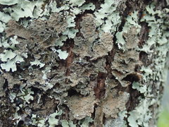 Pseudocyphellaria haywardiorum
