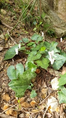Cyclamen creticum