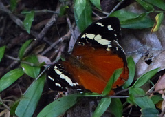 Aterica rabena