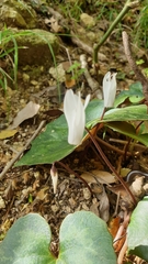 Cyclamen creticum