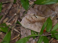 Aterica rabena
