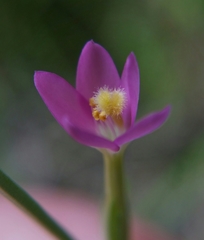 Zeltnera muehlenbergii