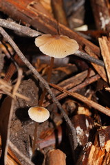 Entoloma aromaticum