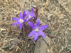 Brodiaea terrestris terrestris