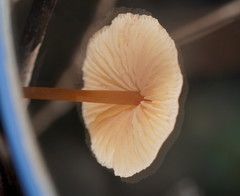 Entoloma aromaticum