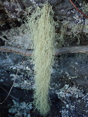 Ramalina australiensis