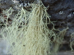 Ramalina australiensis