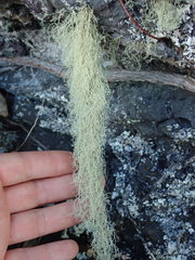 Ramalina australiensis