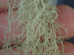 Ramalina australiensis