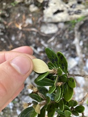 Olearia persoonioides