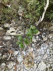 Olearia persoonioides
