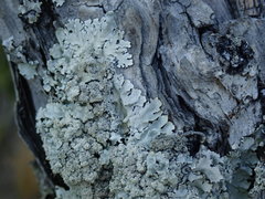 Notoparmelia erumpens