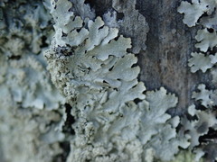 Notoparmelia erumpens