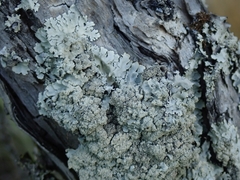 Notoparmelia erumpens