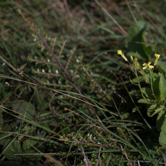 Cotoneaster integrifolius