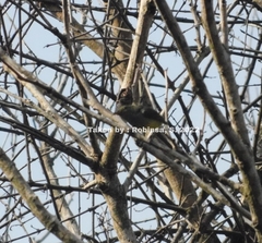 Dicaeum trigonostigma