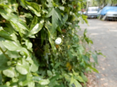 Aoaraneus pentagrammicus