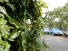 Aoaraneus pentagrammicus