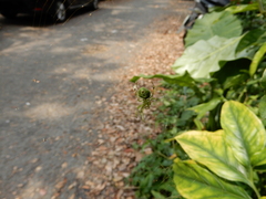 Aoaraneus pentagrammicus