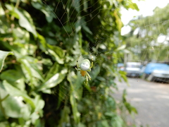 Aoaraneus pentagrammicus