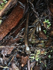 Plethodon elongatus