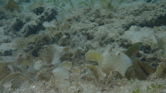 Stethojulis strigiventer