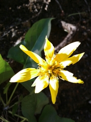 Balsamorhiza