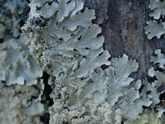 Notoparmelia erumpens