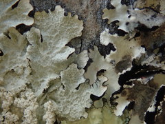 Notoparmelia erumpens