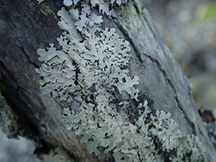 Notoparmelia erumpens